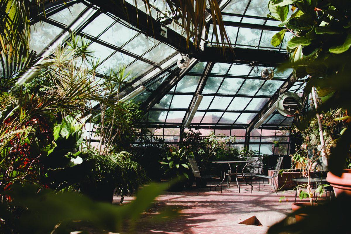 Greenhouse full of plants