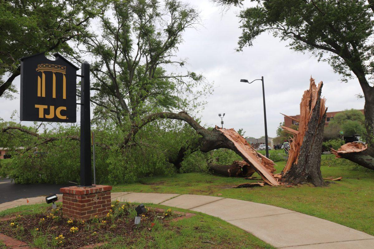 Tree split in half located near baxter ave.