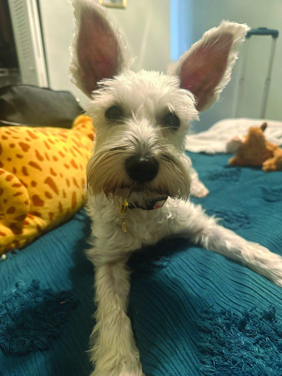 Why Miniature Schnauzers are the best dogs to get in college