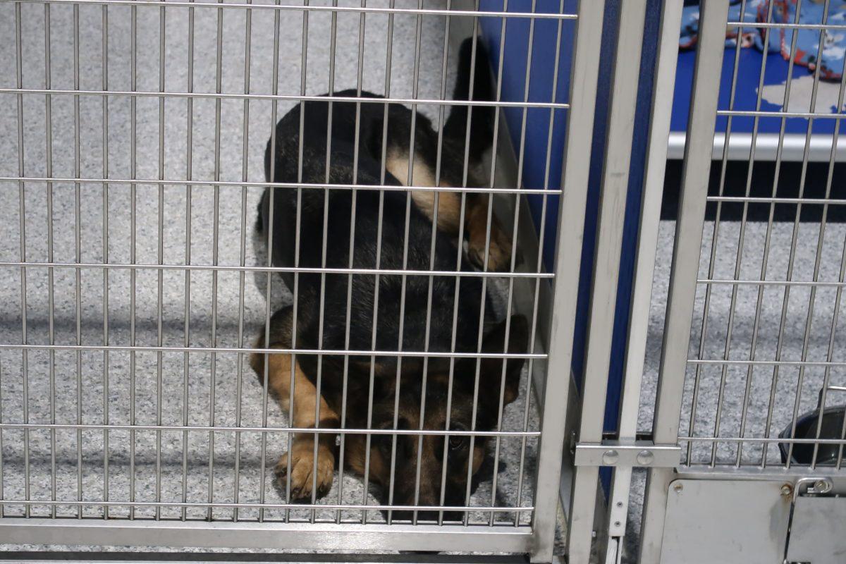 Pet abandonment in East Texas: How local shelters are doing their part
